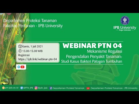 Video: Apa Itu Umbi Spindle Kentang - Pelajari Tentang Viroid Umbi Spindle Dalam Kentang