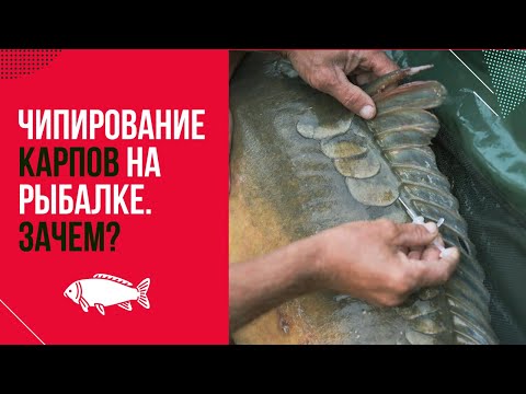 ЧИПИРОВАНИЕ КАРПОВ? 💉 Где ПЛАВАЮТ БОЛЬШИЕ РЫБЫ! ЗОЛОТОЙ БЕРЕГ. ИНТЕРВЬЮ / Часть 1