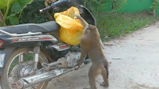 Monkey dare to steal food