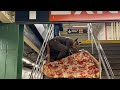 Buddy the rat  of pizza rat in human form is viral why because its 2020