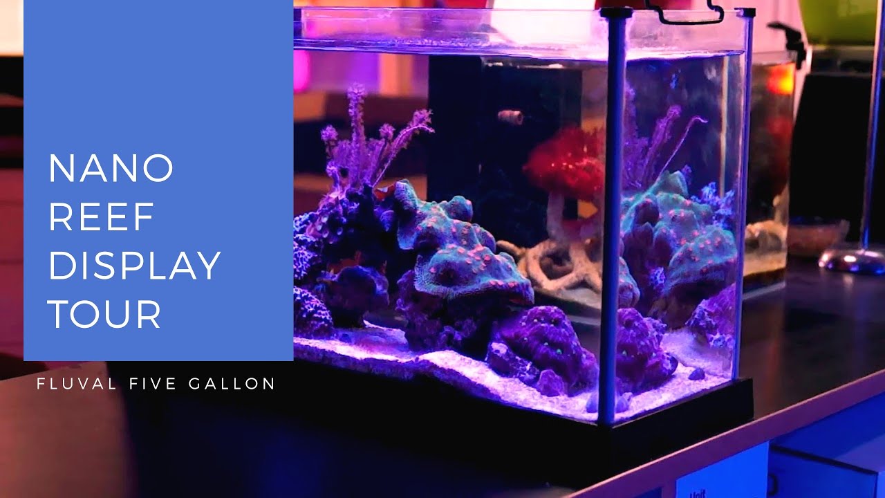 mike s favorite reef