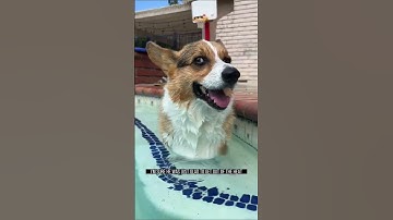 Corgi Goes For a Swim 🌊 #shorts #dog