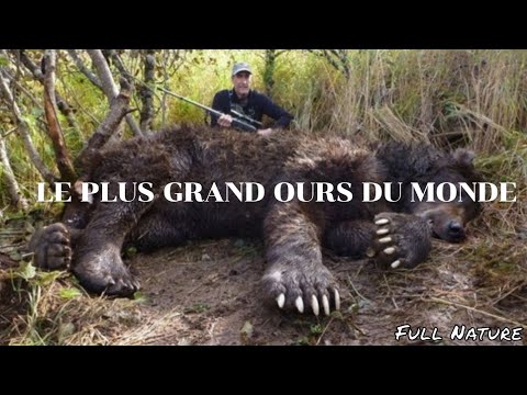 Vidéo: Kodiak est le plus gros ours de la planète