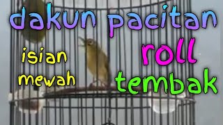 pleci dakun pacitan roll tembak isian mewah