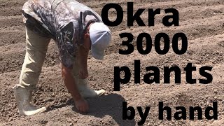 Okra Plant to Harvest 2019