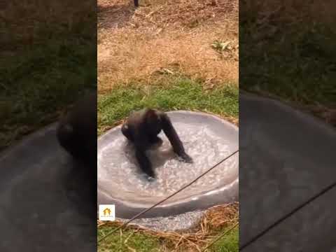 'Hilarious Gorilla Goes