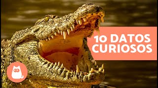 10 CURIOSIDADES sobre los COCODRILOS  | ¿Tragan piedras? ¿Regeneran sus dientes?