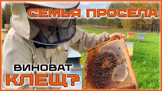 Семья пчёл просела до 1 улочки. Почему?