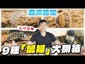 首次跨足！9種「超美鼠婦」開箱｜每一種都超可愛｜懶人寵物【臺灣蟻窟】