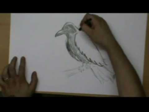 Video: Come Si Disegna Un Corvo