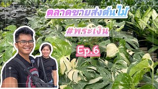 ตลาดขายต้นไม้พระเงิน Ep.6 | ต้นไม้สวยๆ ราคาไม่แพง มีทั้งปลีกและส่ง@Amm-Itim