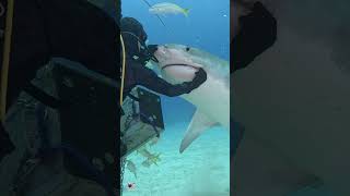 Tiger Shark Trying To Get The Hook Out Or Loosen It Please Remove Hooks 