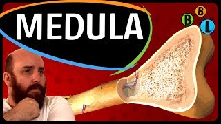 MEDULA! - 120segundos 11 | BláBláLogia Resimi