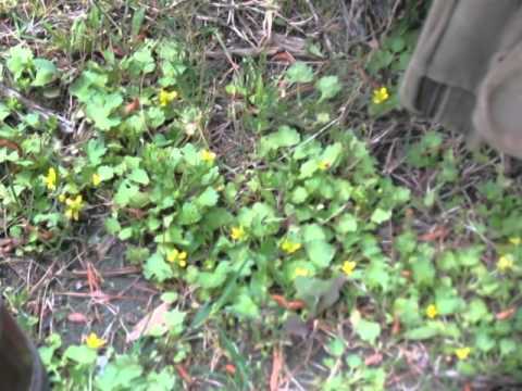 Video: Boterbloem Planten En Verzorgen (20 Foto's): Boterbloemen Kweken In De Tuin In Het Open Veld. Wanneer Bloemen Opgraven Voor Opslag? Hoe Boterbloemen Bewaren Na De Bloei? Hoe Thuis 