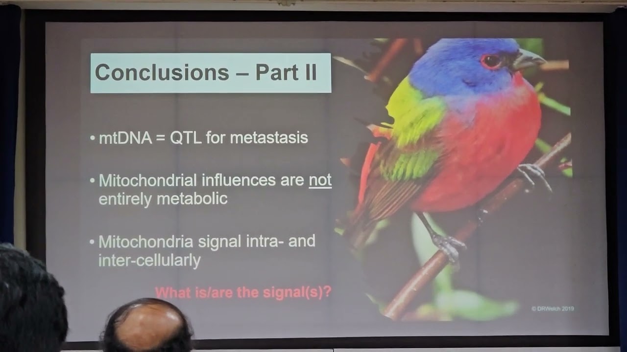 Microbiome and mitochondrial DNA cross talk