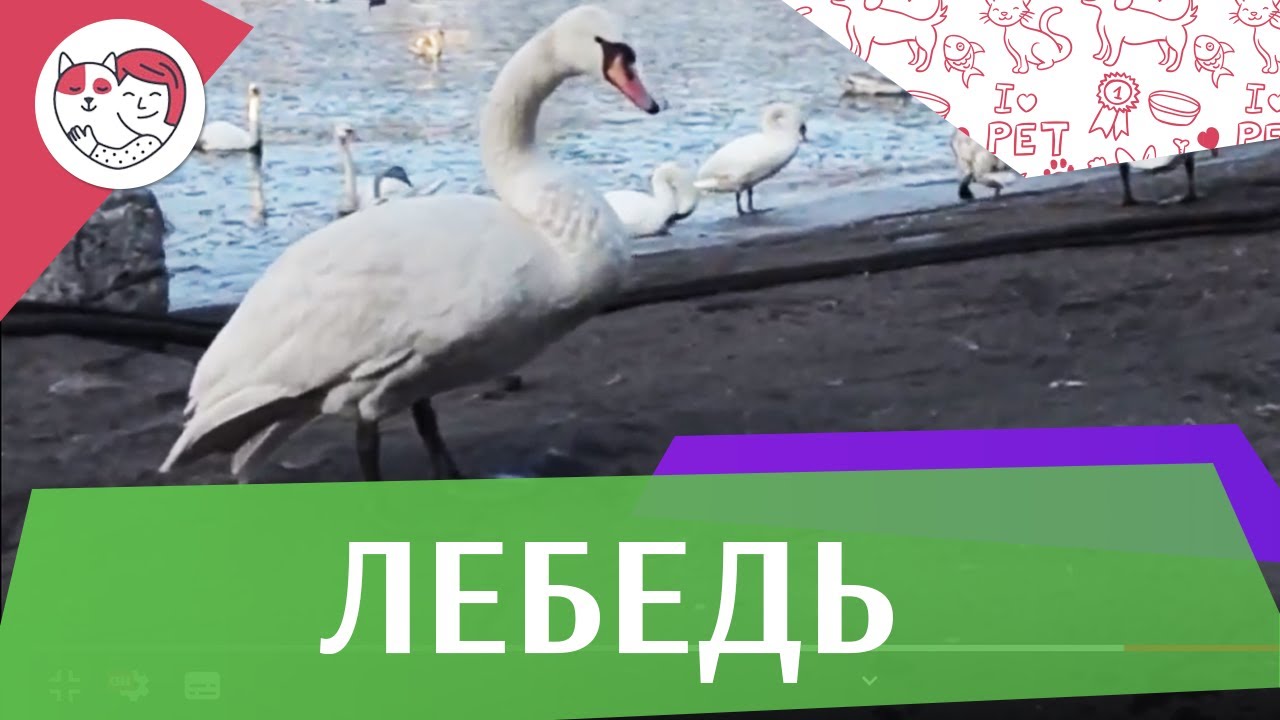 питомцы кукол лол Лебеди на ilikepet