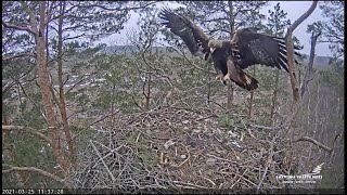 Golden Eagle Cam in Latvia | Spilve brings a spruce twig | 03-25-21 | 11:37 a.m.