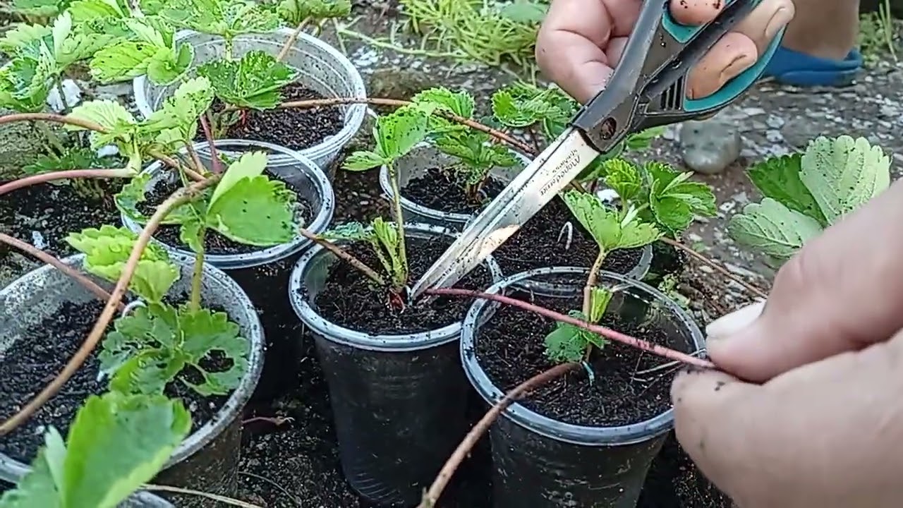 Sweet Charlie Strawberry 🍓 Seedlings Maturity 1 month. Bawasan ng dahon at runners bansot  