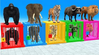 Choose the right door challenge with elephant, gorilla, lion, bear, e.t.c. #wowmowkidstv