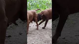 Nose Knows Best 7 Resimi