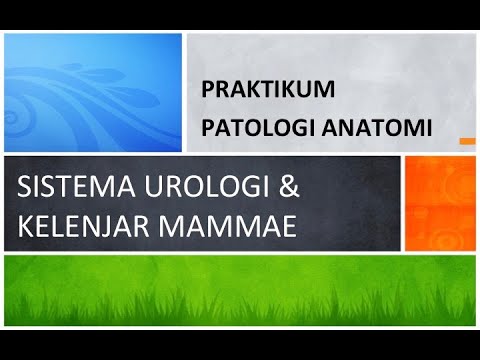 PRAKTIKUM PATOLOGI ANATOMI SISTEMA URINARIUS DAN KELENJAR MAMMAE - S1 Kedokteran Umum