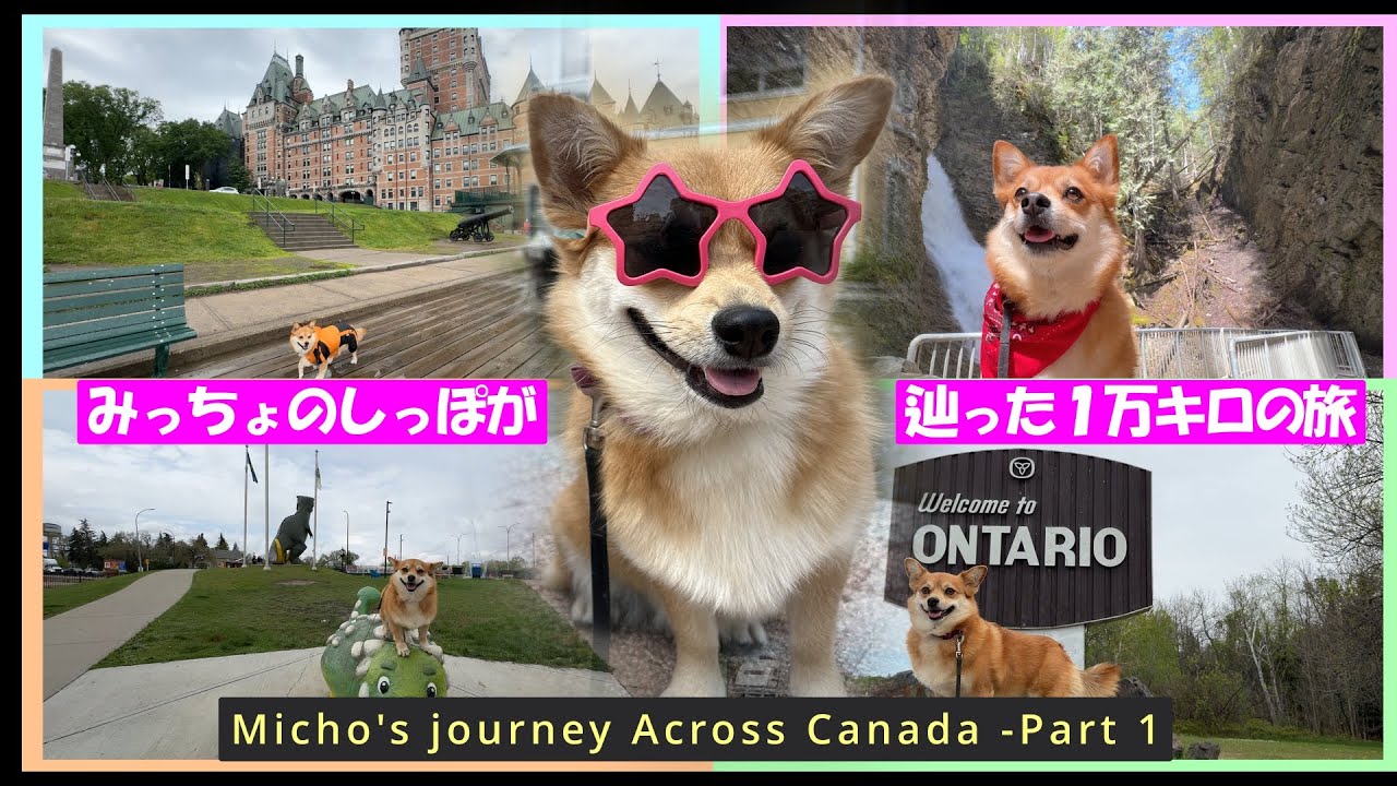 Micho's Best Moments - First Half🐾犬とカナダ横断・みっちょの冒険🐾前半のいいとこどり総集編！