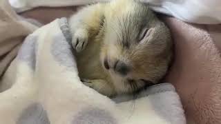 Спящая луговая собачка как отельный вид прекрасного 🙏🏻
