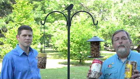 How to Attract More Birds with Seed Cylinders