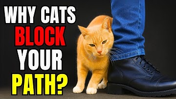 Why Your Cat Blocks Your Way – The Hidden Meaning Behind This Strange Behavior