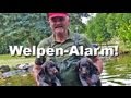 Jagdhunde - Welpen-Alarm ! - Deutsch Drahthaar