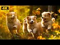 Adorable Young Animal World With Relaxing Music (Colorfully Dynamic), Baby Animals 4K