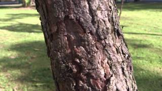 Sony Xperia S Review - 1080p Video Test