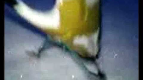 FireBird Scout zmní tuning