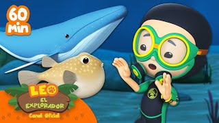 ¡1 HORA DE PECES Y CRIATURAS BAJO EL MAR! 🐋🐟  | Leo, El Explorador | #compilación