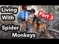 Getting to know SPIDER MONKEYS series. Jungle of Akumal Mexico living with  Wild Spider monkeys  Dog