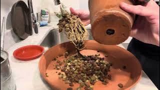 Repotting Clowesia Rebecca Northern ‘Mikabi’