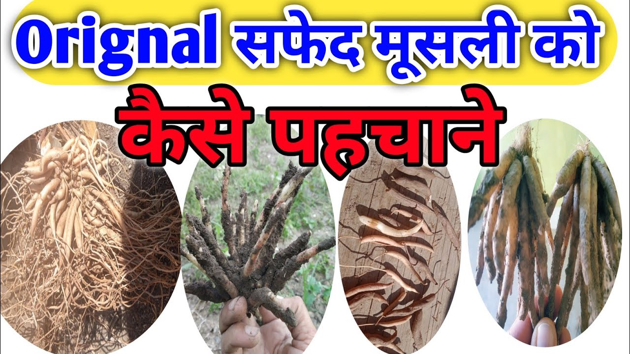 Orignal Safed Musli ki kya Pahchan hai खेती वाली सफेद मूसली की पहचान