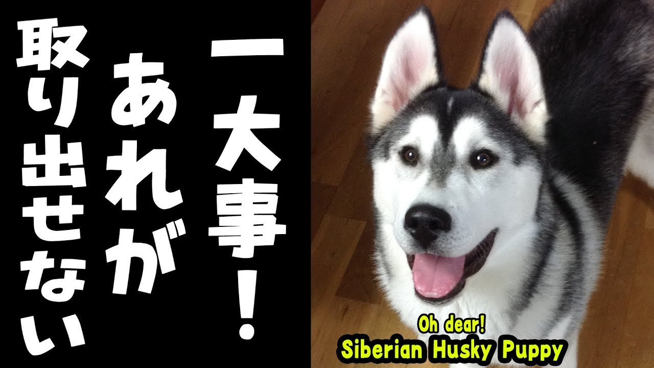 It's an emergency! This Husky puppy gets hilarious and angry
