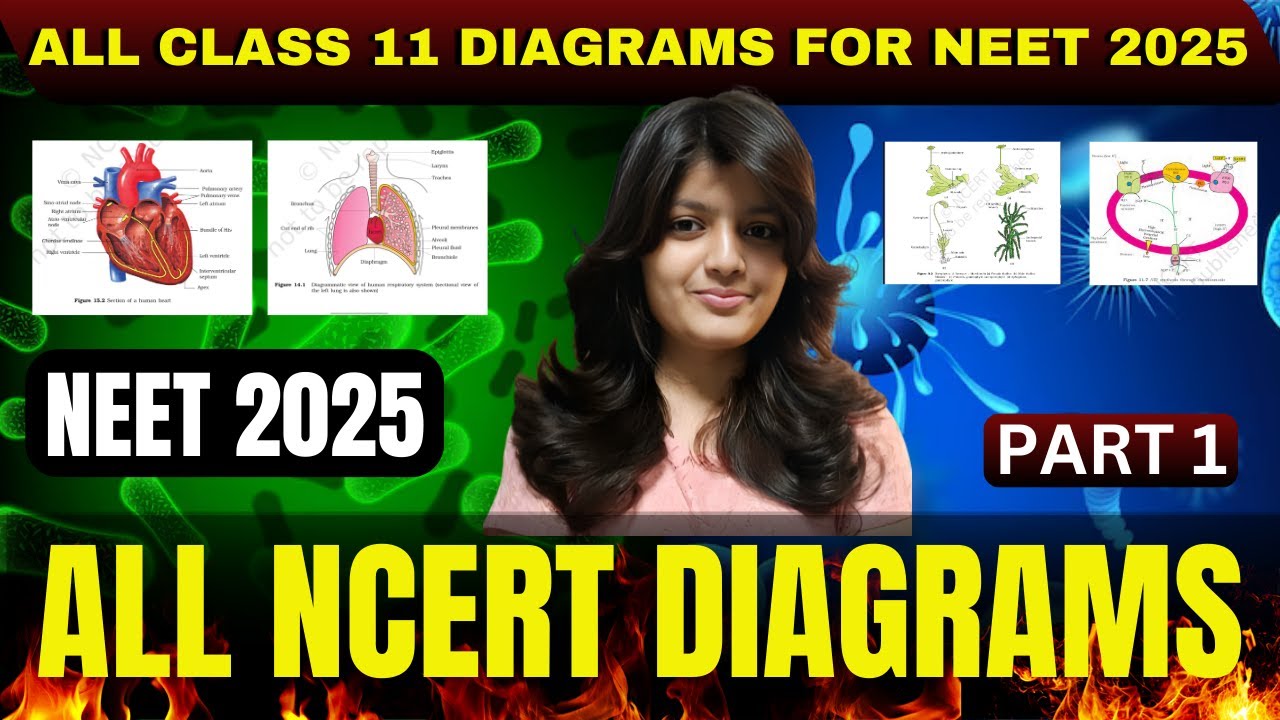 ALL NCERT DIAGRAMS IN ONE SHOT NEET 2025 | COMPLETE BIOLOGY DIAGRAMS ...