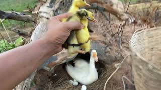 Wow60Duckling Hatching From Eggs _ Cute Duck Hatched
