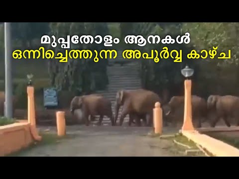 മലമ്പുഴ ഉദ്യാനത്തിൽ കാട്ടാനക്കൂട്ടം; മുപ്പതോളം ആനകൾ ഒന്നിച്ചെത്തുന്നത് അപൂർവ്വ കാഴ്ച