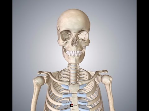 Skeletal System: Video 2 - YouTube