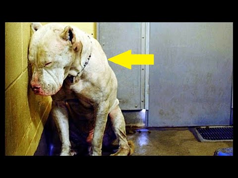 Video: Čo je Giardia u psov?