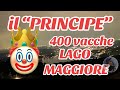 Il principe transumanza e pascolo vagante con mandria di 400 capi lago maggiore