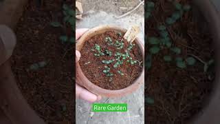 Rosemary Herb Seed Germination Result | Rare Garden