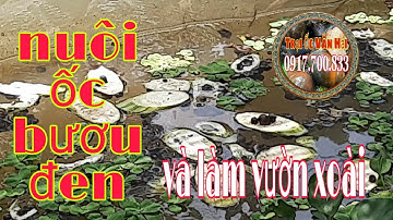 NUÔI ỐC SINH SẢN TRONG MÙNG LƯỚI || TRẠI ỐC VĂN HẢI☎️0917.700.833