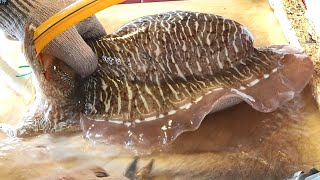 Amazing Giant Live Cuttlefish Cutting Sashimi - Taiwanese street food