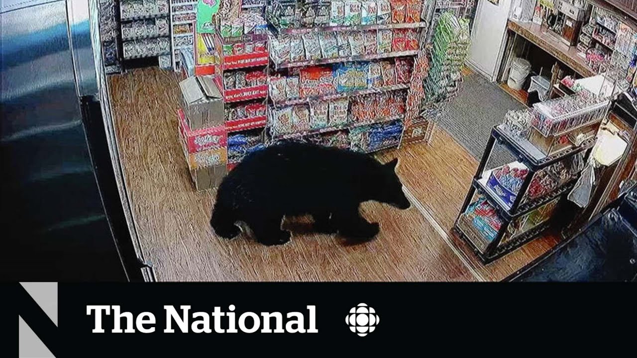 TheMoment a bear stole gummy bears from a gas station YouTube