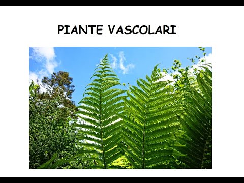 Le Piante Vascolari (o Tracheofite).