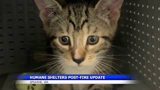 Tori Smith -- KHQ News -- Humane shelters in Spokane still facing fire aftermath screenshot 4